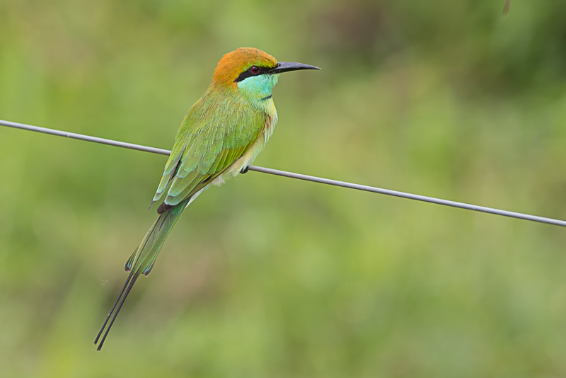 Kleine Groene Bijeneter